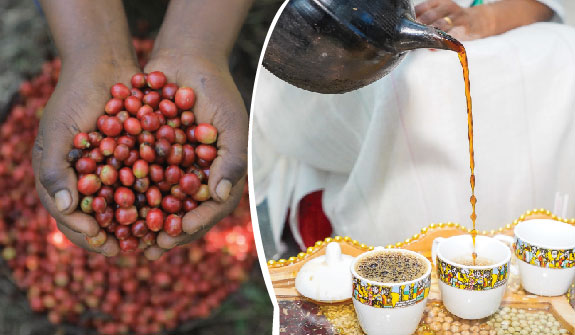 Come Experience the Coffee Journey